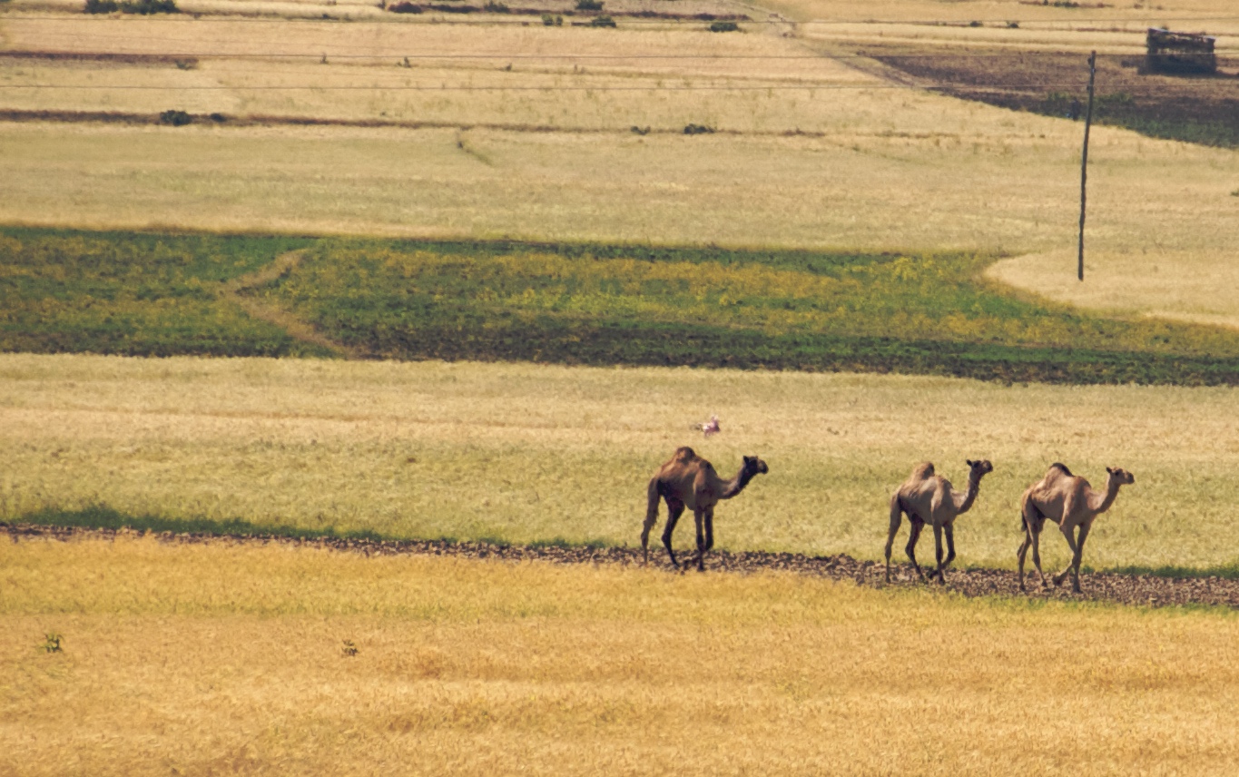 These stragglers were part of the larger group of camels shown in an earlier photo. And what do we call one-humped camels? Thats right - dromedaries!