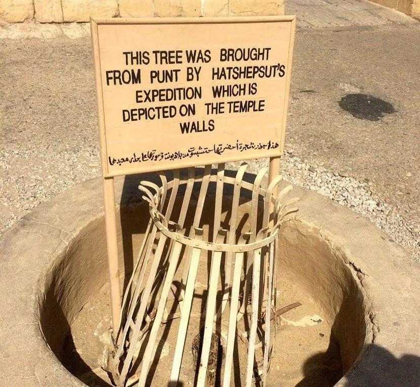 THIS TREE WAS BROUGHT FROM PUNT BY HATSHEPSUT'S EXPEDITION WHICH IS DEPICTED ON THE TEMPLE WALLS