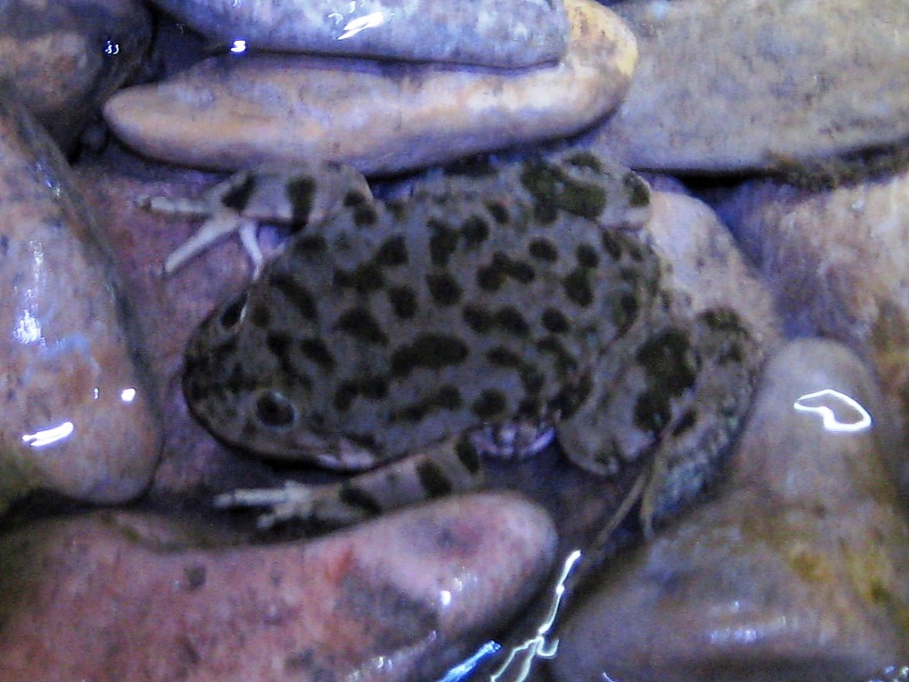 A marbled water frog (Telmatobius marmoratus) in a stream on Isla del Sol, Lake Titicaca, Bolivia.